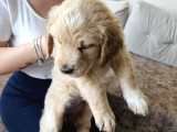 Baby face Golden Retrever safkan