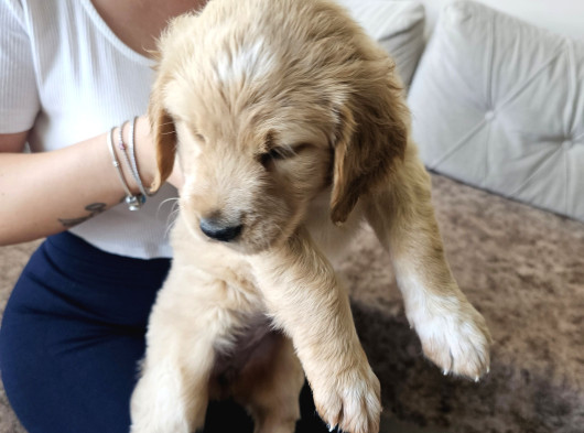 Baby Face Golden Retrever Safkan
