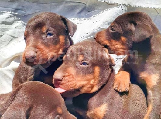 Efsane Doberman Yavrular görsel