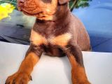 Efsane Doberman Yavrular
