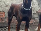 Efsane Doberman Yavrular