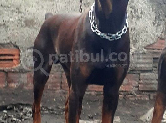 Efsane Doberman Yavrular görsel