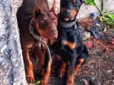 Efsane Doberman yavrular
