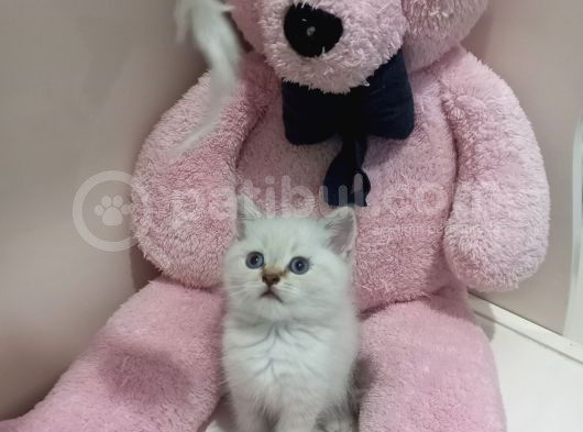Boncuk Gözlü Erkek Bebeğimiz görsel