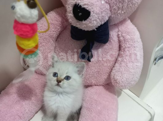 Boncuk Gözlü Erkek Bebeğimiz görsel