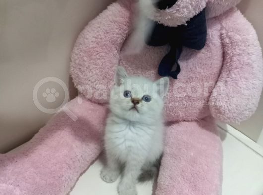Boncuk Gözlü Erkek Bebeğimiz görsel