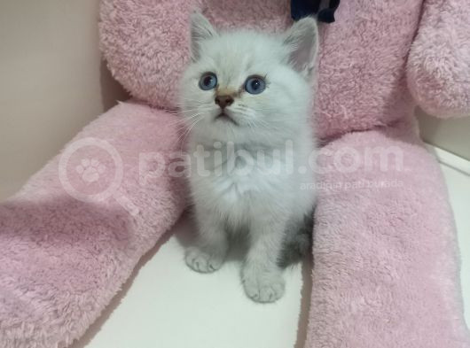 Boncuk Gözlü Erkek Bebeğimiz görsel