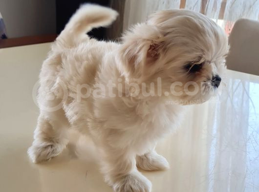 Secereli Kore Kan Maltese Yavrular