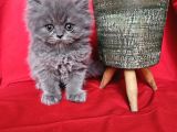 Scottish Fold Yavrularımız Yeni Sahiplerini Bekliyor