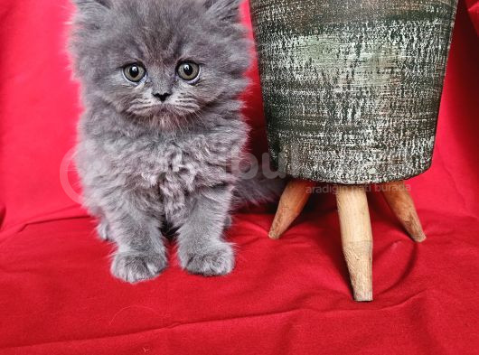 Scottish Fold Yavrularımız Yeni Sahiplerini Bekliyor görsel