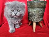 Scottish Fold Yavrularımız Yeni Sahiplerini Bekliyor