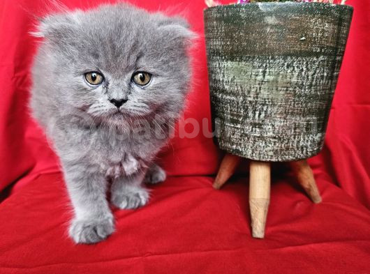 Scottish Fold Yavrularımız Yeni Sahiplerini Bekliyor görsel