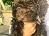 Italyan Orjinal Lagotto Yavrular