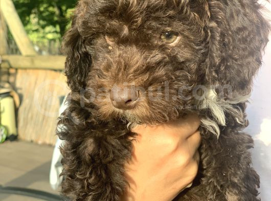 Italyan Orjinal Lagotto Yavrular görsel