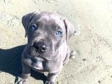Pitbull Isteyene Cane Corso Yavrular Fenasals