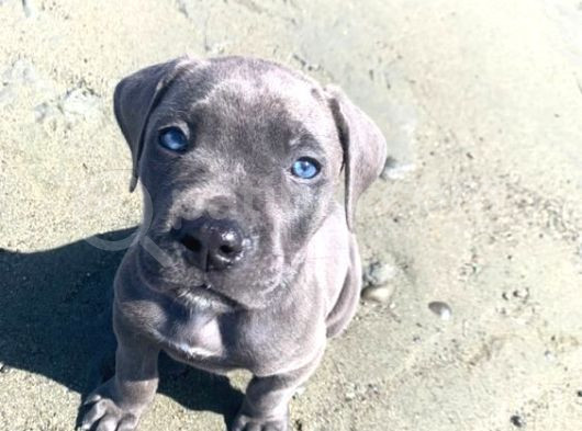 Pitbull Isteyene Cane Corso Yavrular Fenasals görsel