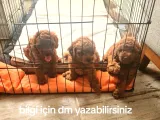 Kendi toyumuzun  tatlı yavruları