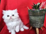Scottish Fold Yavrularımız Yeni Sahiplerini Bekliyor