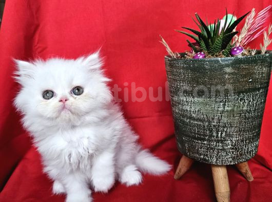 Scottish Fold Yavrularımız Yeni Sahiplerini Bekliyor görsel