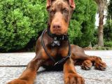 Estetikli Kızıl Ve Siyah Doberman Yavrular Efsaneler