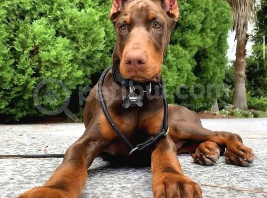 Estetikli Kızıl Ve Siyah Doberman Yavrular Efsaneler