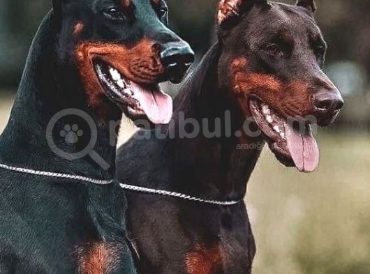 Estetikli Kızıl Ve Siyah Doberman Yavrular Efsaneler görsel