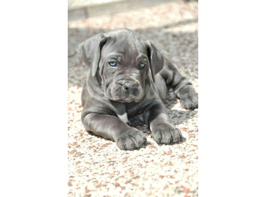 Pitbull Isteyene Cane Corso Yavrular Fenasals