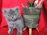 Scottish Fold Yavrularımız Yeni Sahiplerini Bekliyor