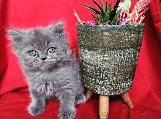 Scottish Fold Yavrularımız Yeni Sahiplerini Bekliyor görsel