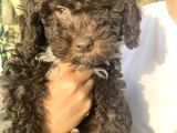 Italyan Orjinal Lagotto Yavrular