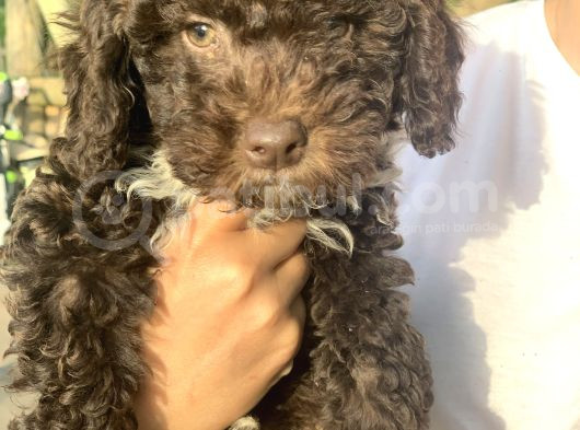 Italyan Orjinal Lagotto Yavrular görsel