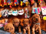 En akıllı apartman köpeği a SCRLİ toy poodle