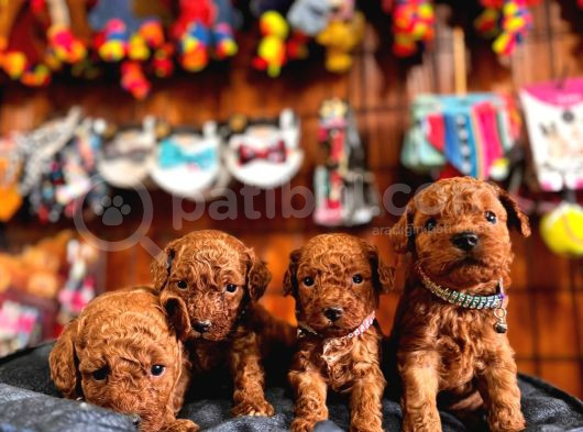 En Akıllı Apartman Köpeği A Scrli̇ Toy Poodle