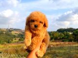 Mini boy puppy kıpkırmızı Red TOOY POODLE 
