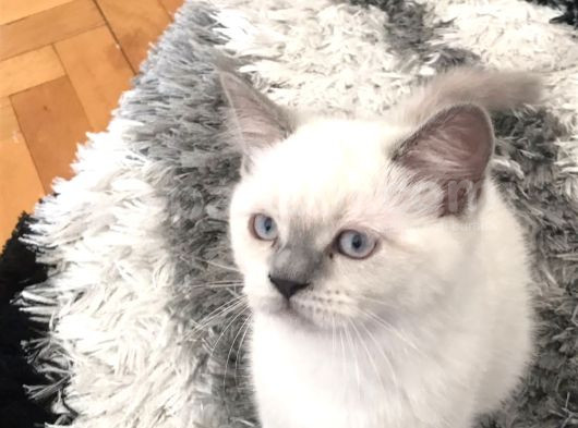 Bristish Ve Shorthair Safkan Kediler görsel