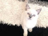 Bristish Ve Shorthair Safkan Kediler