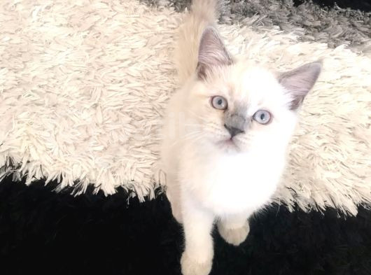 Bristish Ve Shorthair Safkan Kediler görsel