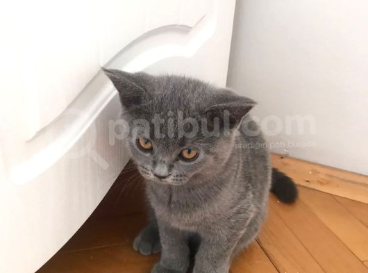 Bristish Ve Shorthair Safkan Kediler görsel