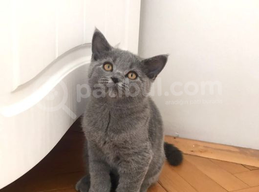 Bristish Ve Shorthair Safkan Kediler görsel