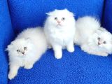 Scotti̇sh Fold Longhai̇r Yavrular Tesli̇me Hazir