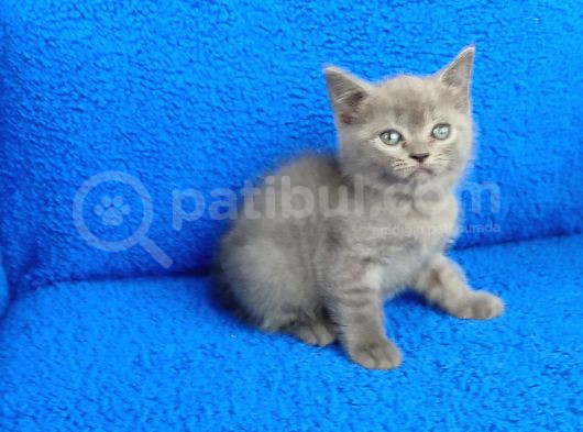 Kaçirilmaz Bi̇r Ponçi̇k Tesli̇me Hazirdir görsel