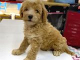 Maltipo Cinsi Yavrular Kahve Tonlu Mini Boy Puppy 