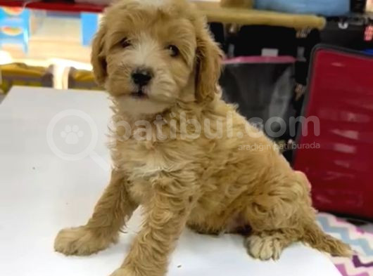 Maltipo Cinsi Yavrular Kahve Tonlu Mini Boy Puppy  görsel