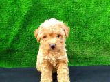 Maltipo cinsi yavrular kahve tonlu mini boy puppy 
