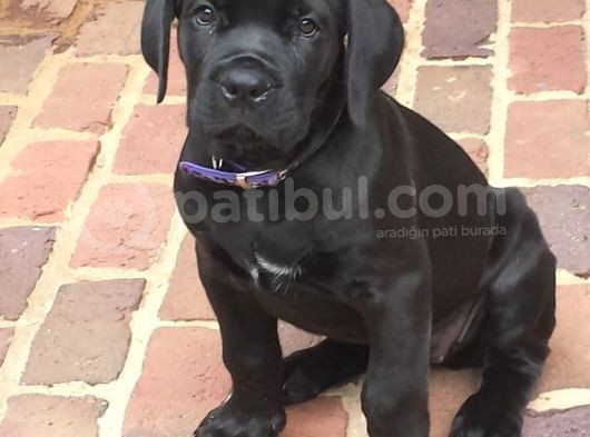 Pitbull Isteyene Cane Corso Yavrular Fenasals görsel