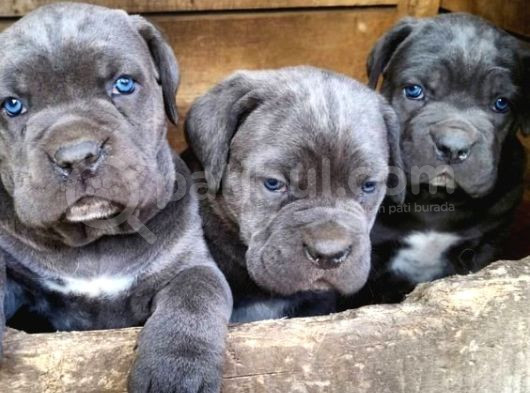 Pitbull Isteyene Cane Corso Yavrular Fenasals görsel