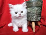 Scottish Fold Yavrularımız Yeni Sahiplerini Bekliyor