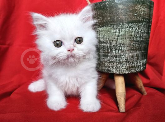 Scottish Fold Yavrularımız Yeni Sahiplerini Bekliyor görsel