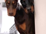 Estetikli Kızıl Ve Siyah Doberman Yavrular Efsaneler