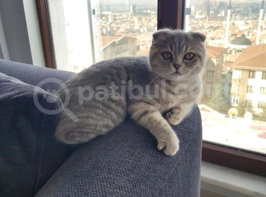 1 Yaşinda Scotti̇sh Fold Sahi̇plendi̇ri̇cekti̇r görsel